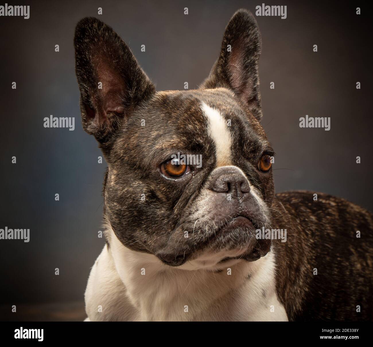 Studio ritratti di un giovane bulldog francese Foto Stock