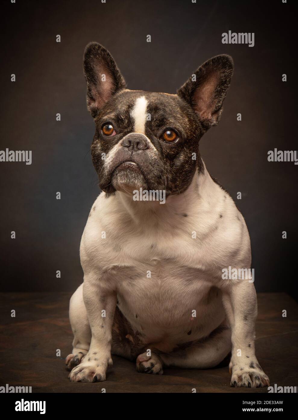 Studio ritratti di un giovane bulldog francese Foto Stock