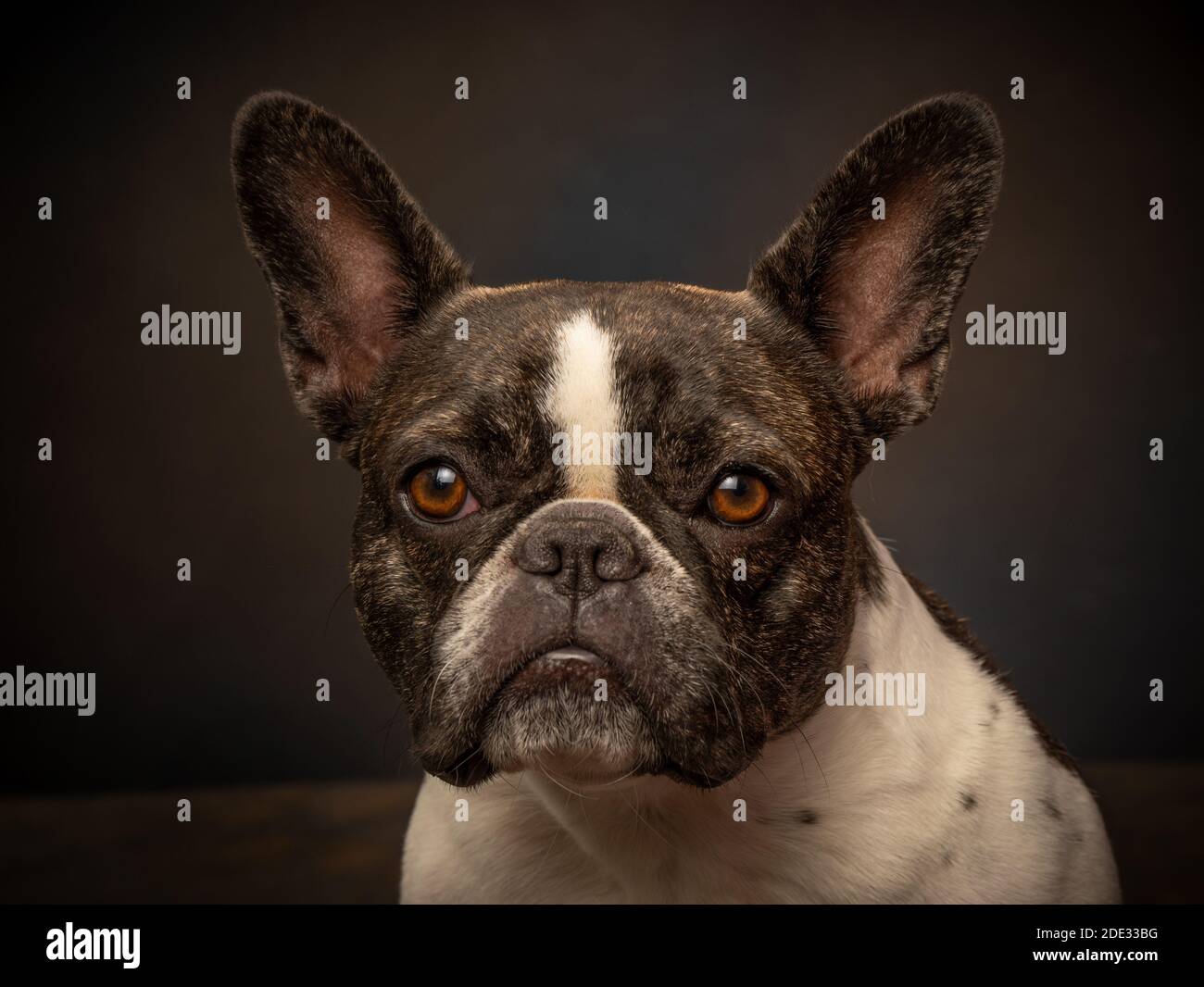 Studio ritratti di un giovane bulldog francese Foto Stock