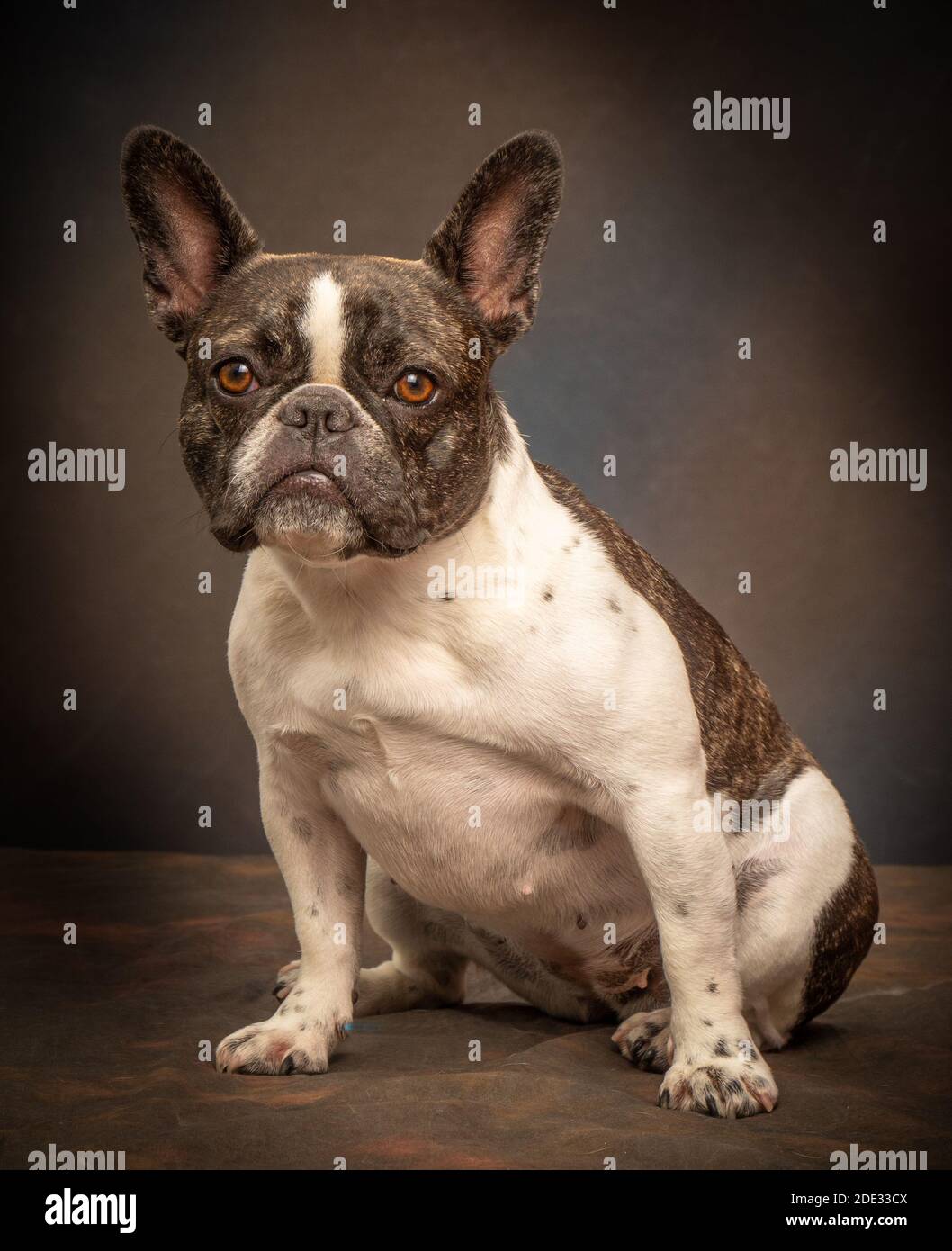 Studio ritratti di un giovane bulldog francese Foto Stock