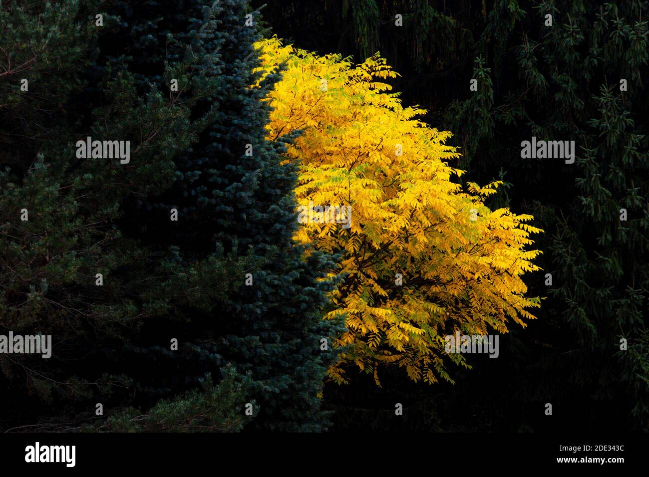 Butternut Tree in autunno circondato da conifere nel Pocono di Pennsylvabia Montagne Foto Stock