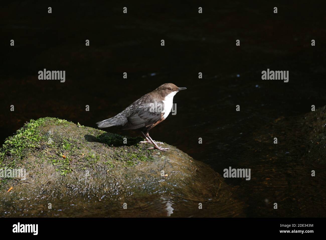Il bilanciere, Cinclus cinclus Foto Stock