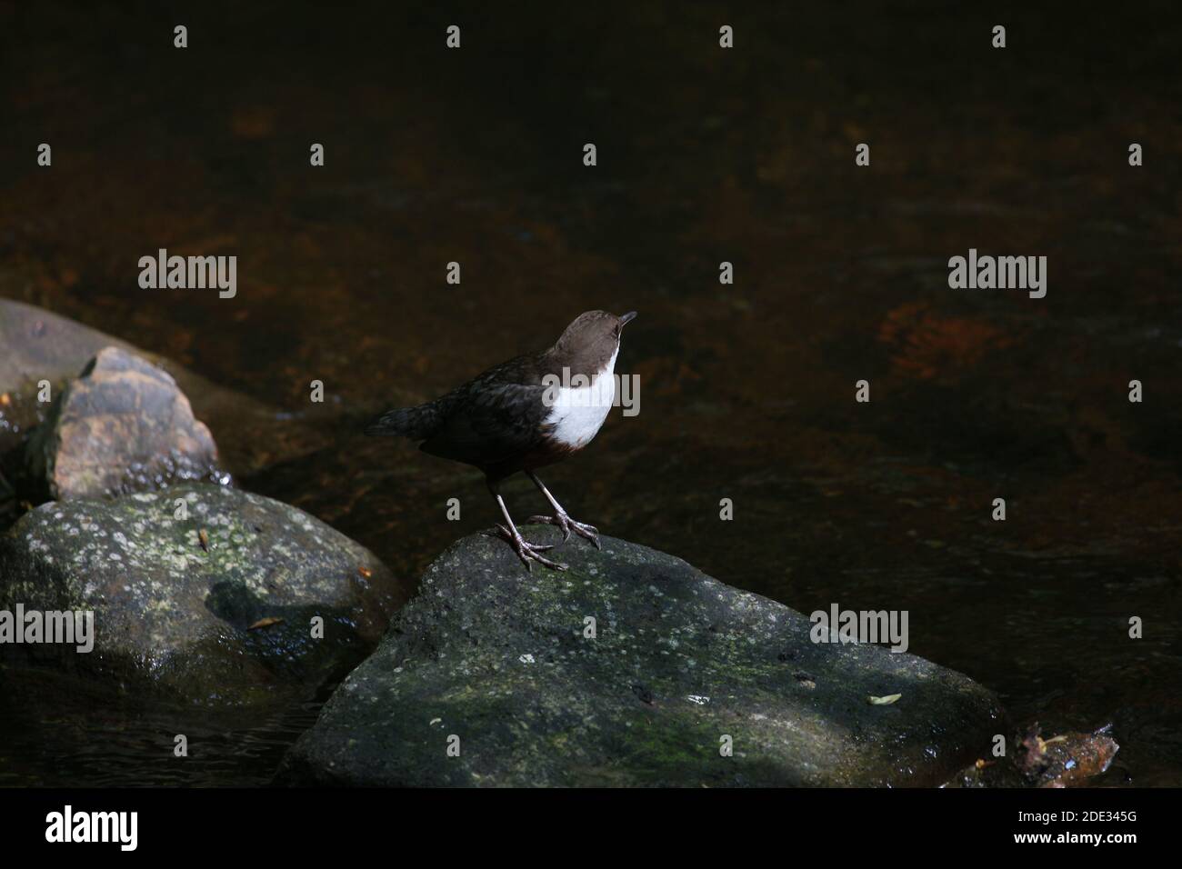 Il bilanciere, Cinclus cinclus Foto Stock