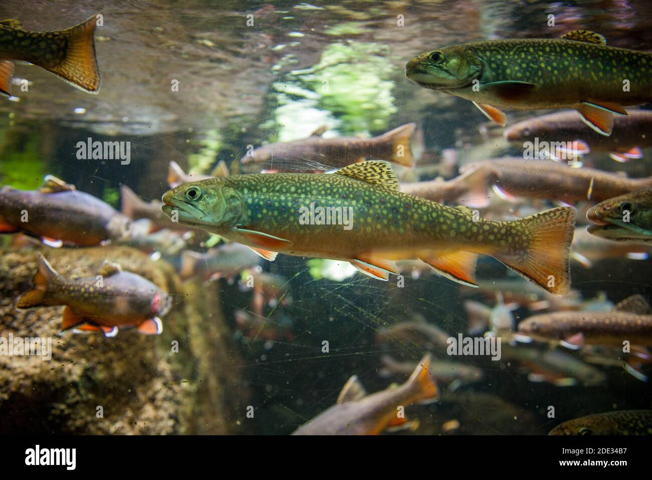 Trota di ruscello (Salvelinus fotinalis) in un acquario esposizione. Foto Stock