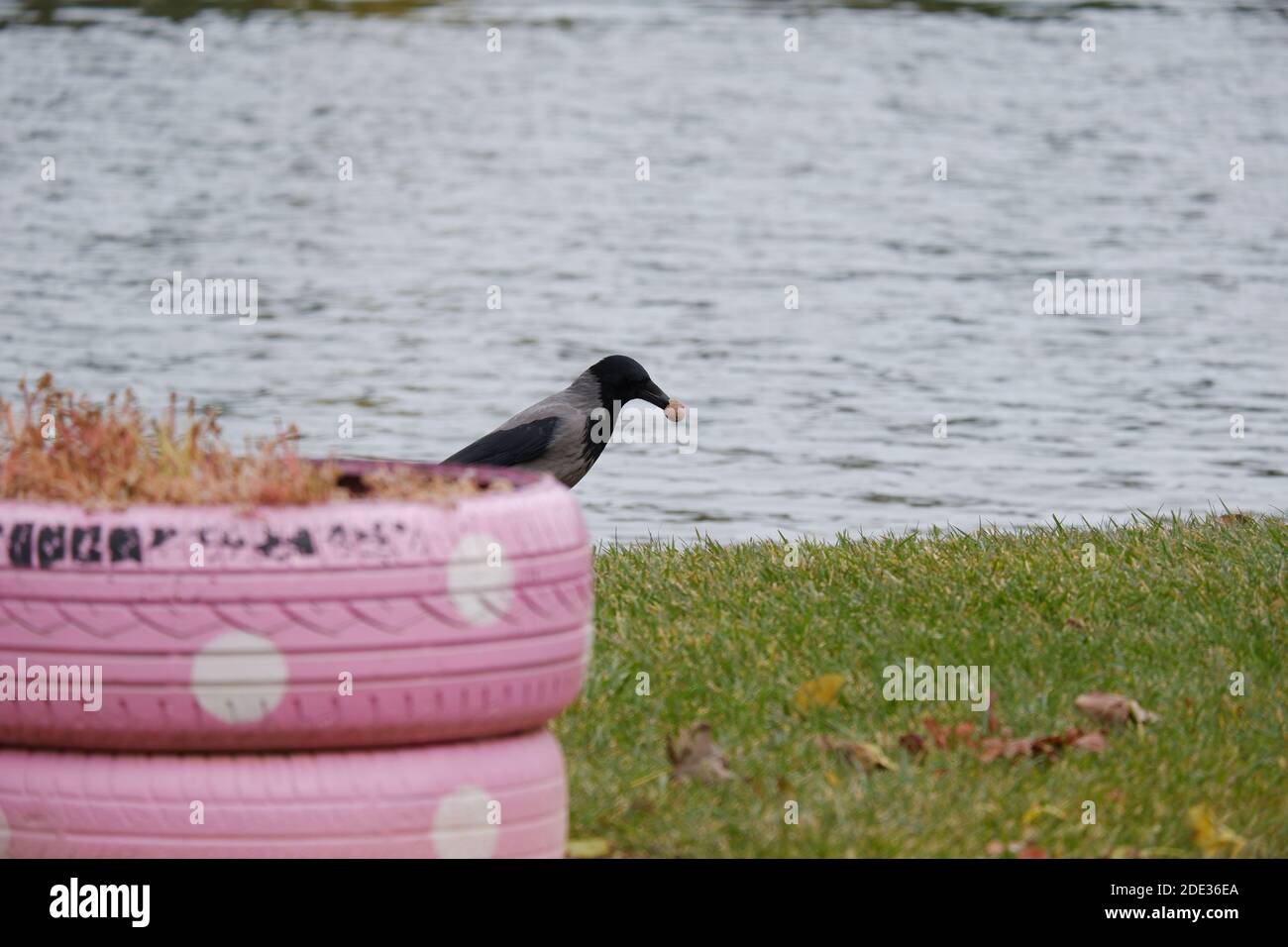 Corvine su erba a Waterside vicino Pink Tire Foto Stock