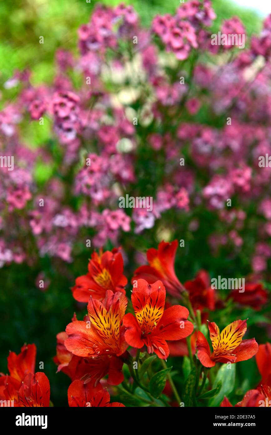 Alstroemeria arancione Gloria,fiore,fiori,fioritura,tenera perenne,diascia,fiori rosa,fiore,fioritura,giardino,giardini,RM floreale Foto Stock