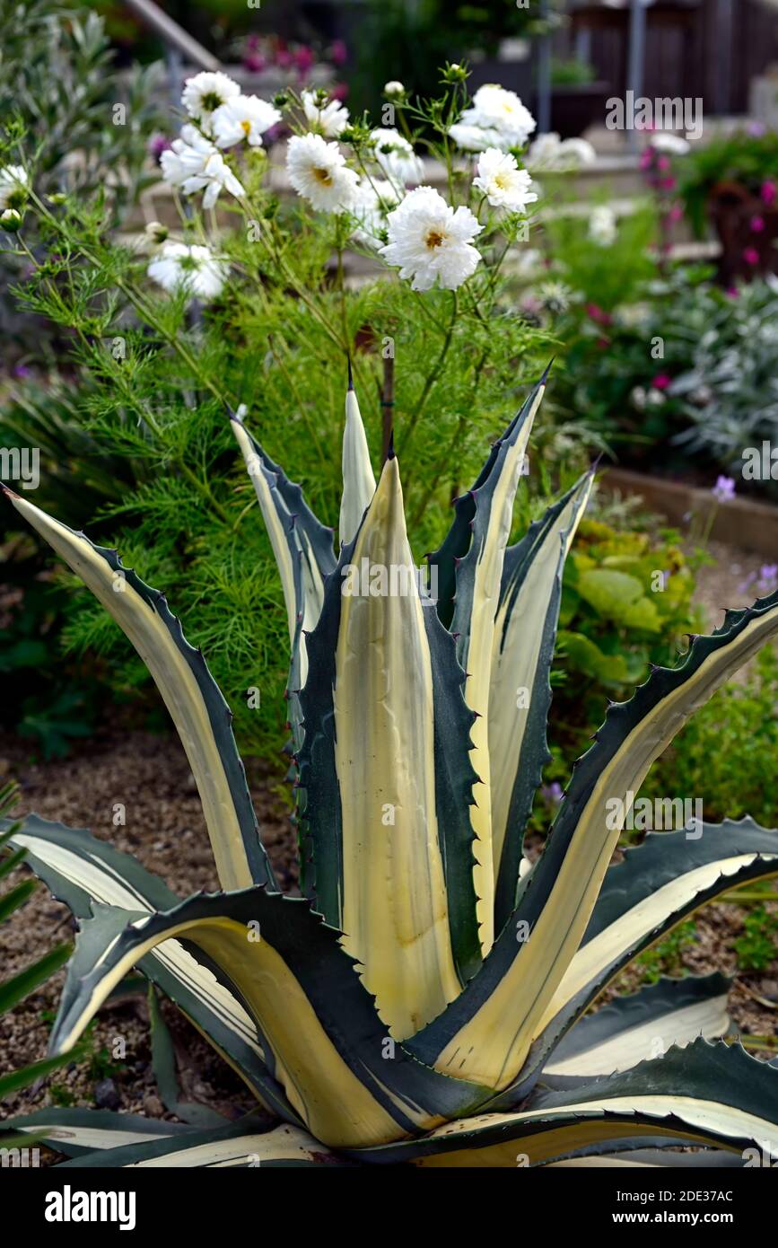 Agave americana Mediopicta Aurea,Century Plant Mediopicta Aurea,sempreverde perenne,spinoso-refilato, foglie grigio-verdi,striscia centrale cremosa-bianca Foto Stock