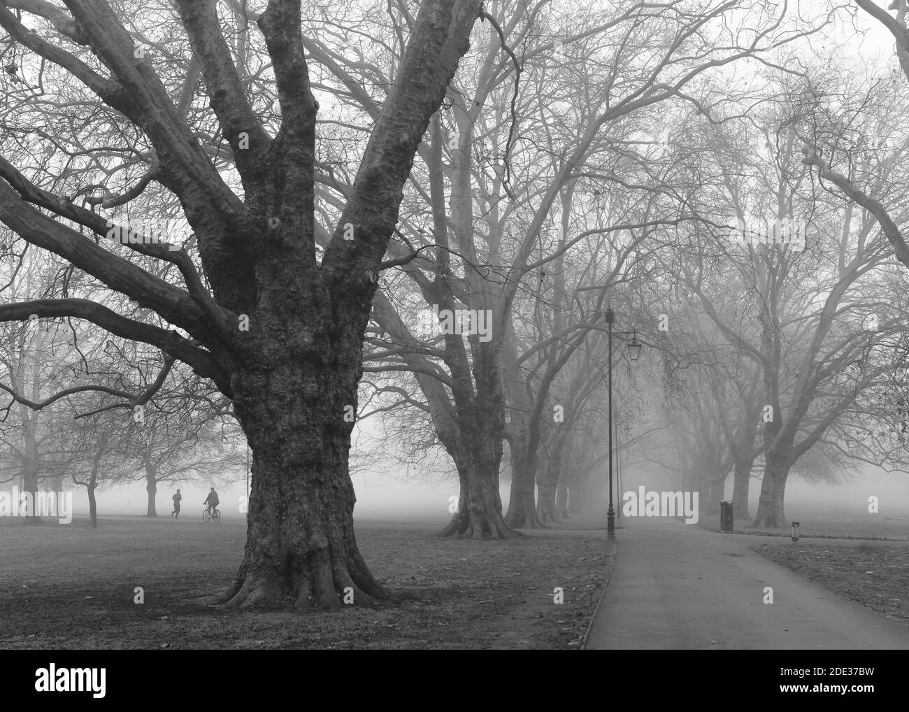 Mattina invernale foggy sulla passeggiata alberata parco Foto Stock