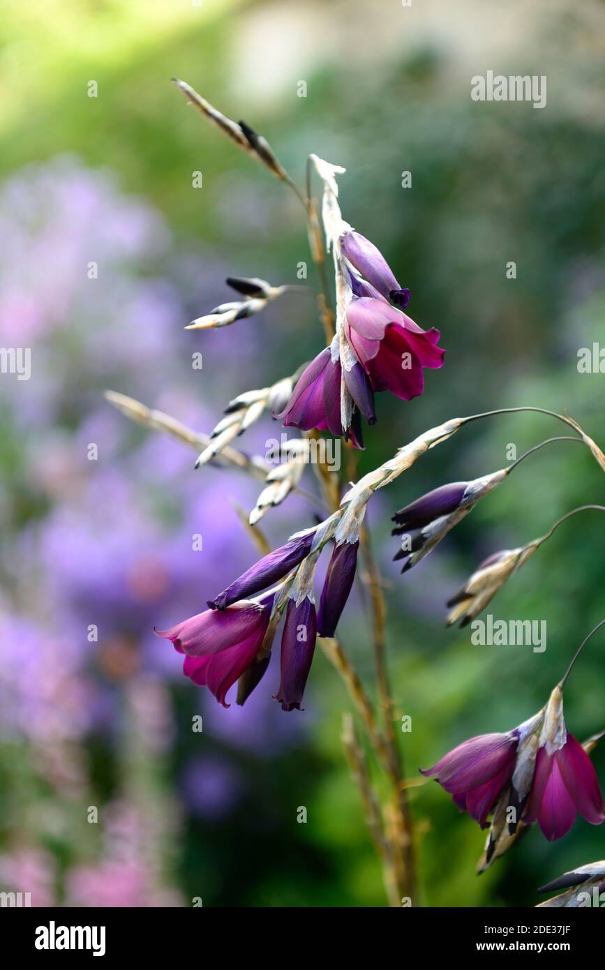 dierama pulcherrimum blackbird, fiori viola di maroon, fiori viola di maroonia, fiori viola scuro, perenni, arcate, pendenti, appesi, a forma di campana, angeli Foto Stock