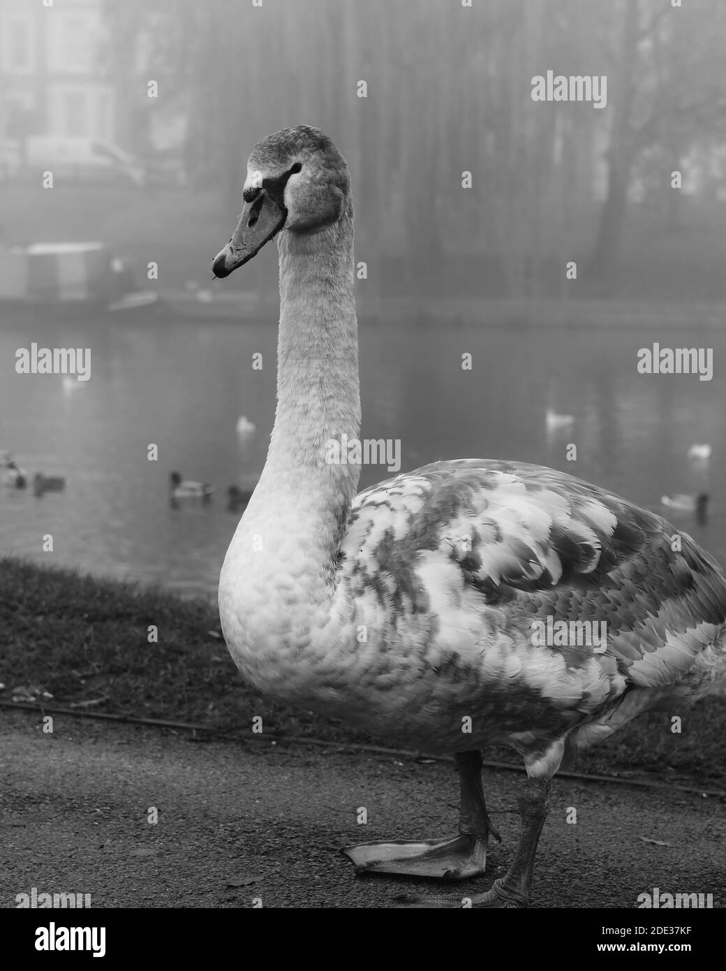 Cigno giovanile con piume grigie e bianche in piedi su un foggy river bank Foto Stock