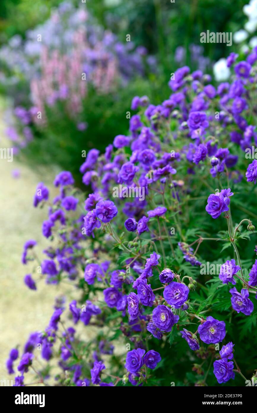 Geranio himalayense plenum, Geranium himalayense Birch's Double, gernaio doppio fiori, violetto doppio rovinato fiori, viola, blu, viola, fioritura, Foto Stock
