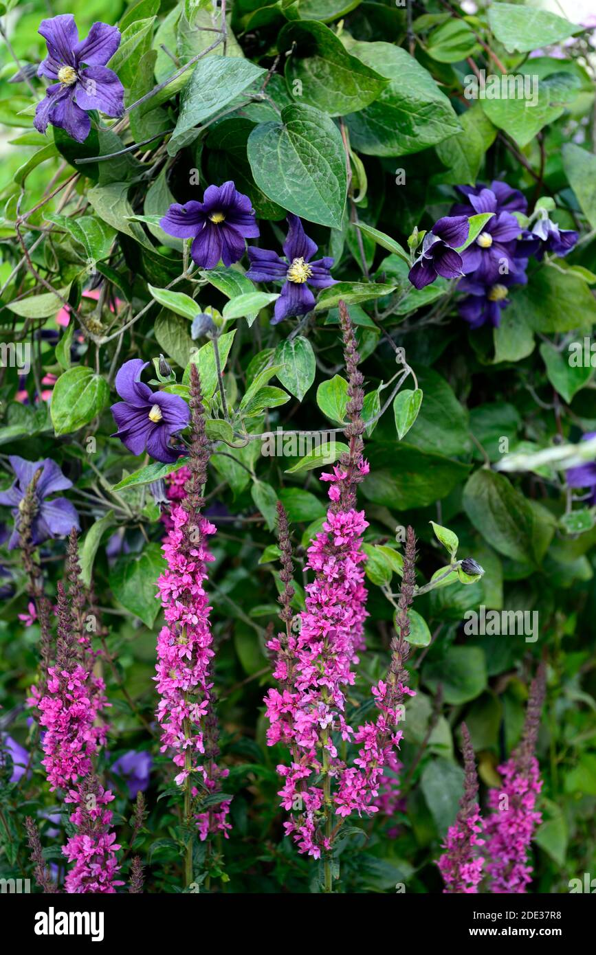 Lythrum salicaria, porpora loosestlife, clematis durandii, viola fiori rosa, porpora fiore spike, rosa fiore guglie, punte rosa, guglie rosa, fiore, f Foto Stock
