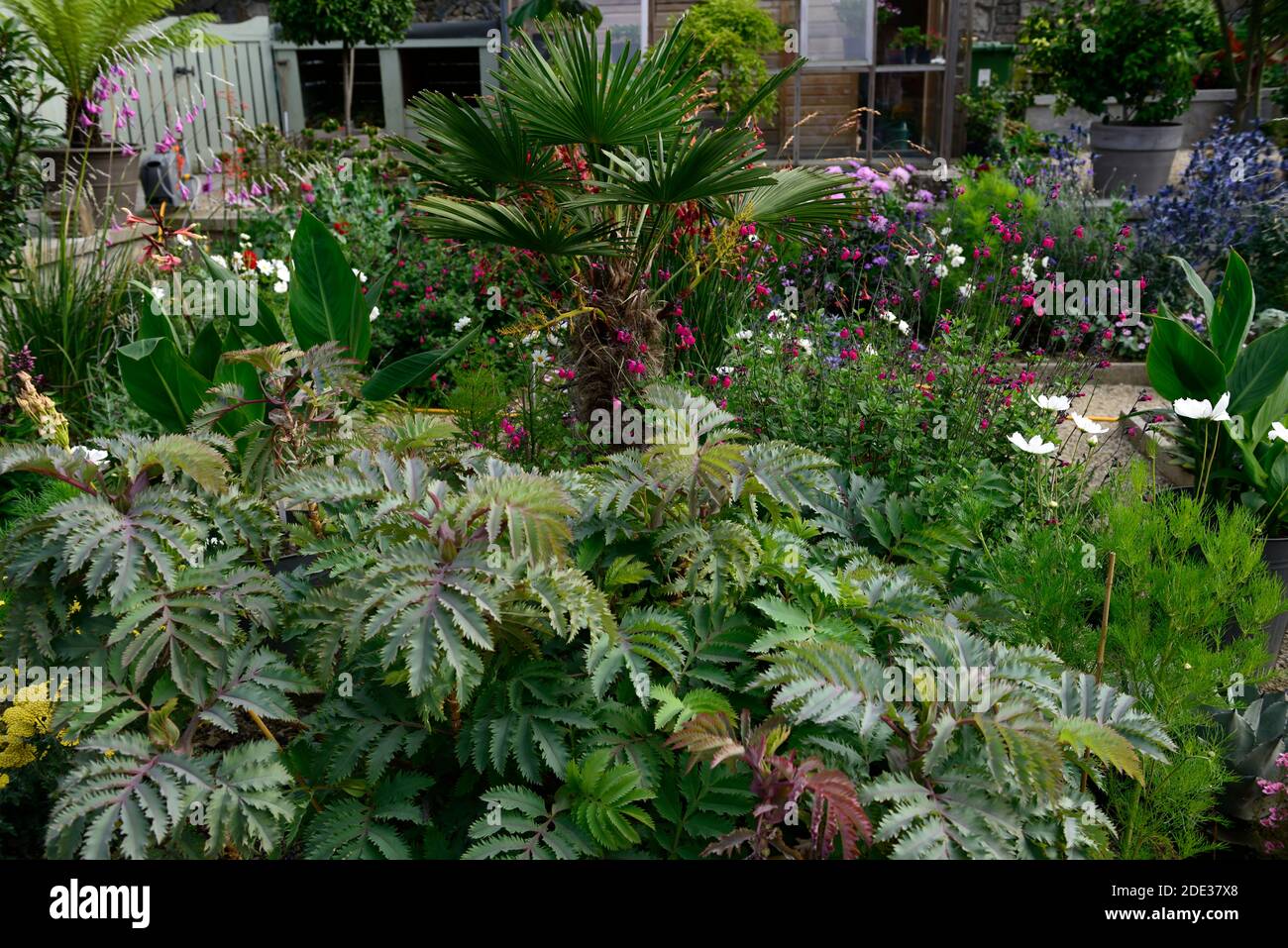 melianthus porpora maggiore, cespuglio di miele, fogliame glaucous, foglie, giardino, giardini, tenero perenne, Foto Stock