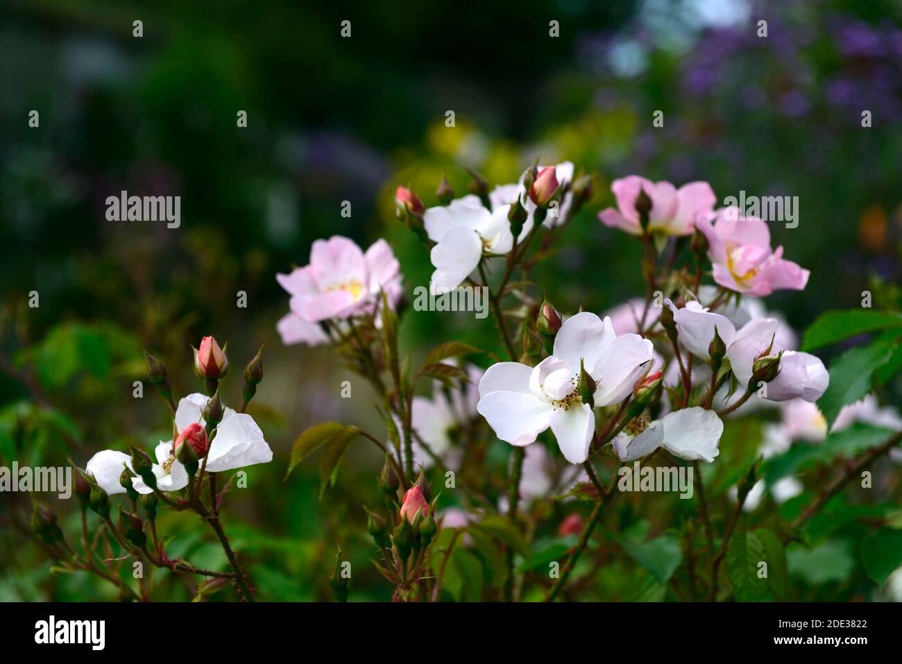 Rosa Open Arms, Rose Open Arms, Chewpixcel, Rambling Rose, fiori rosa pallido, fiore, fioritura, rosa petalo singolo, RM floreale Foto Stock