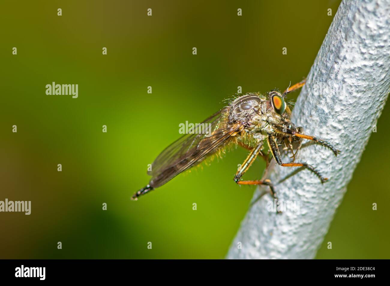 Macro fauna selvatica di una mosca ladrone Foto Stock