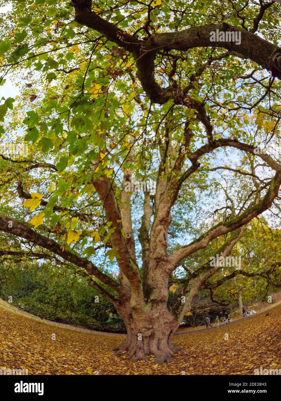 Estate indiana, albero del patrimonio nazionale dell'acero in Hirschpark ad Amburgo-Blankenese, Germania, Europa Foto Stock