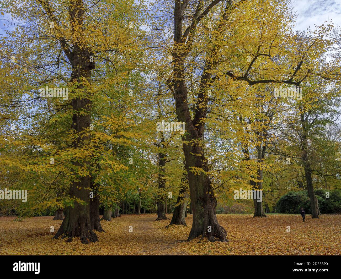 Estate indiana, Hirschpark ad Amburgo-Blankenese, Germania, Europa Foto Stock