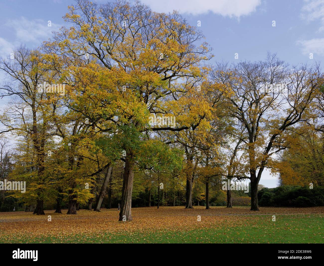 Estate indiana, Hirschpark ad Amburgo-Blankenese, Germania, Europa Foto Stock