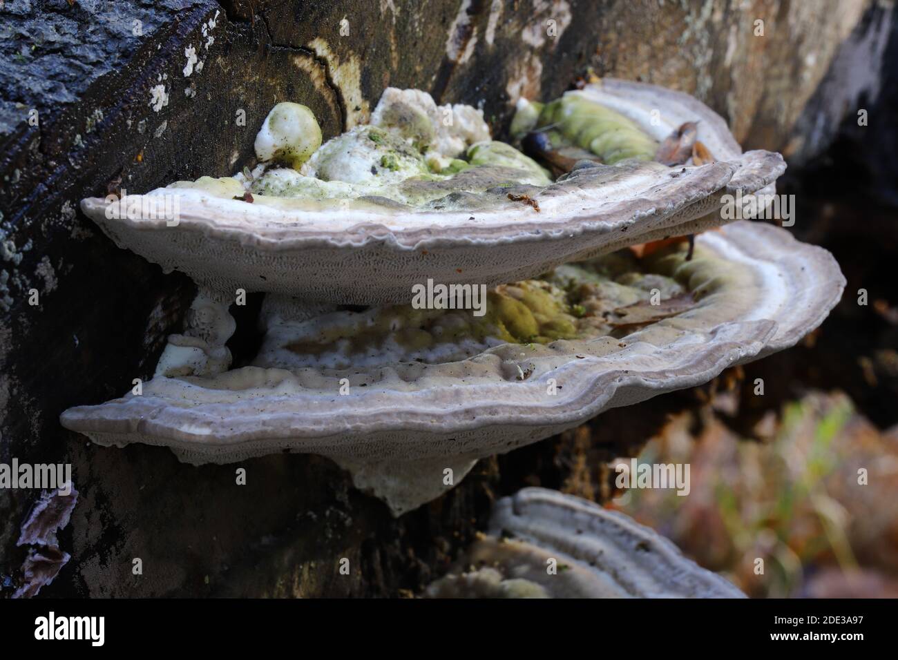 Trametes gibbosa, la staffa grumosa Foto Stock