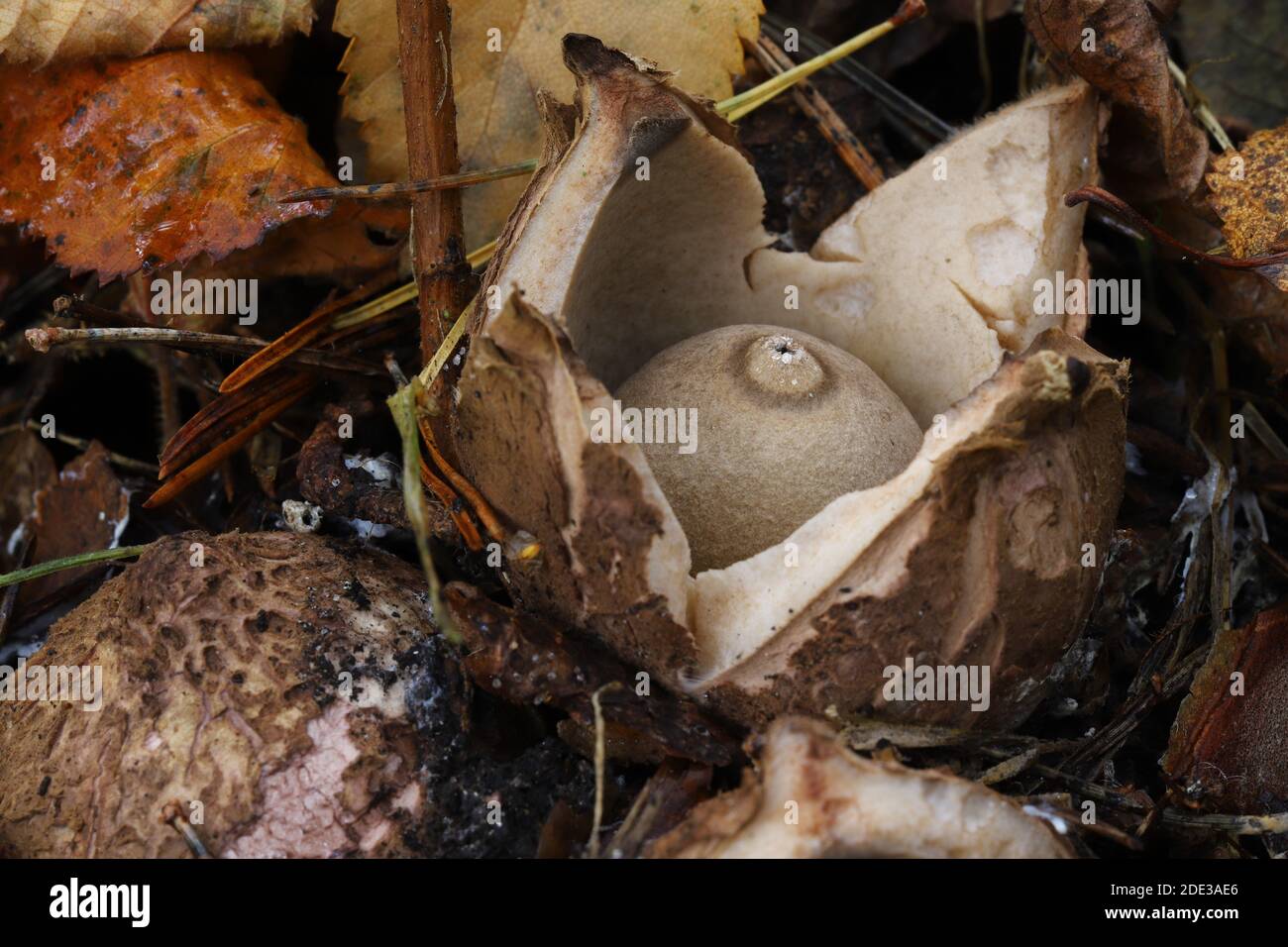 Funghi Foto Stock