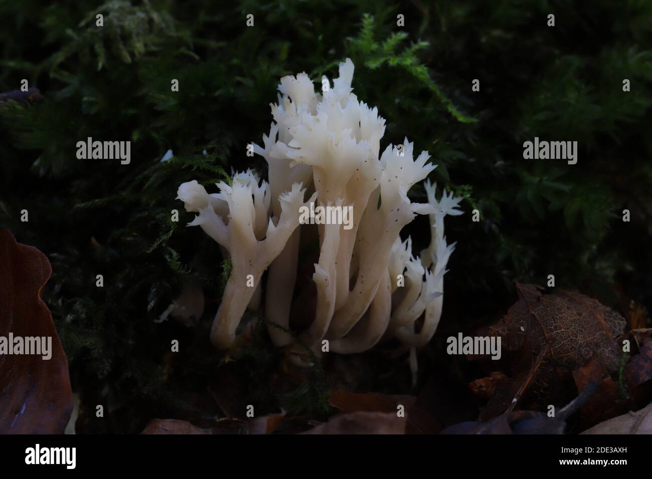 Clavulina coralloides, corallo crestato Foto Stock
