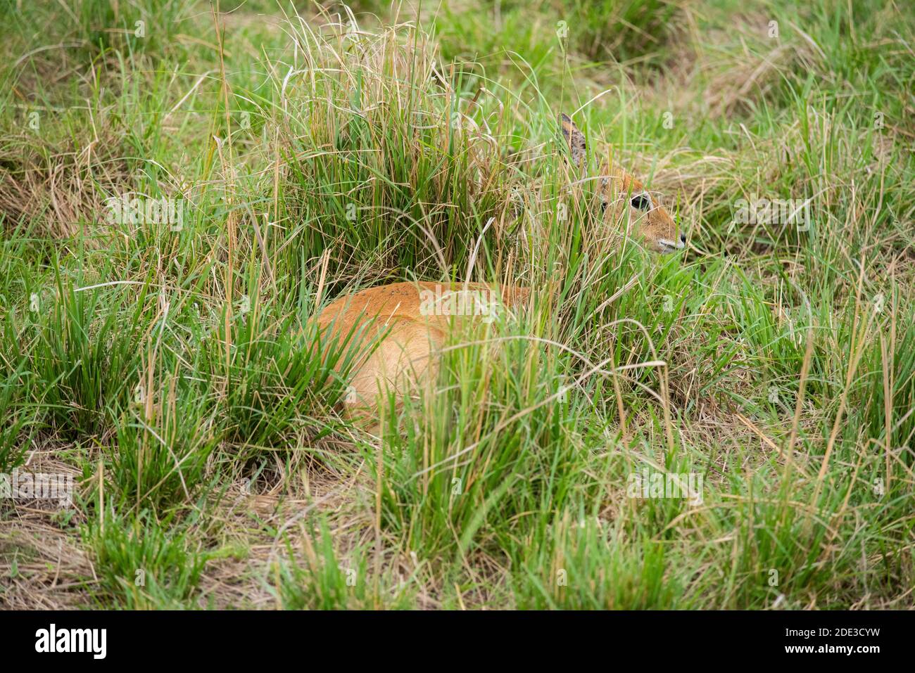 Africa, Kenya, Serengeti Settentrionali, Maasai Mara. Oribi (SELVATICO: Ourebia ourebi) nascosto in habitat erba. L'unico membro del suo genere. Foto Stock
