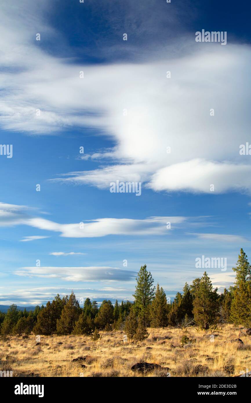 Prateria Juniper, Fremont National Forest, Oregon Foto Stock