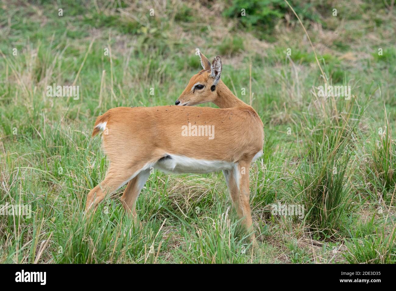 Africa, Kenya, Serengeti Settentrionali, Maasai Mara. Oribi (SELVATICO: Ourebia ourebi) in habitat erba. L'unico membro del suo genere. Foto Stock