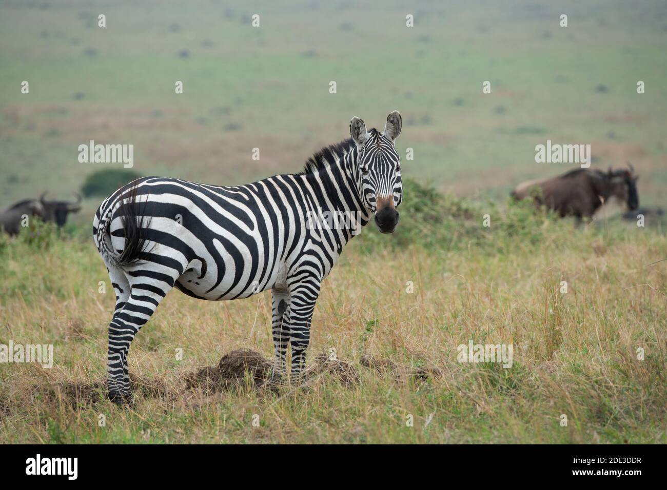 Africa, Tanzania, Serengeti Plains. Pianure zebra aka comune o zebra di Burchell (SELVAGGIO: Equus burchellii) con white-bearded wildebeest aka gnu. Foto Stock