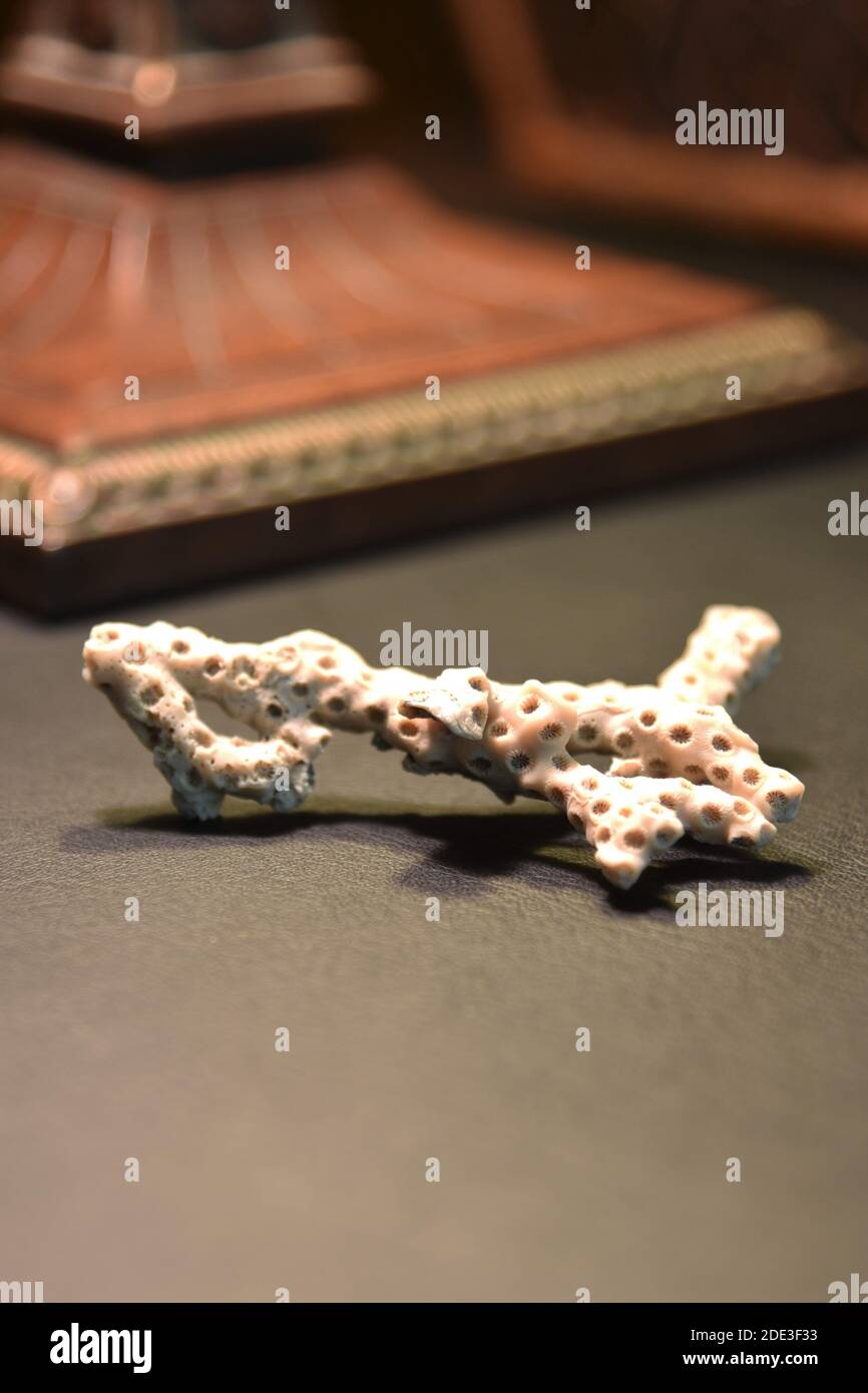 Corallo bianco su un tavolo nero. Il corallo appartiene alla classe Anthozoi nel phylum animale Cnidaria ed è minacciato dal cambiamento climatico. Foto Stock