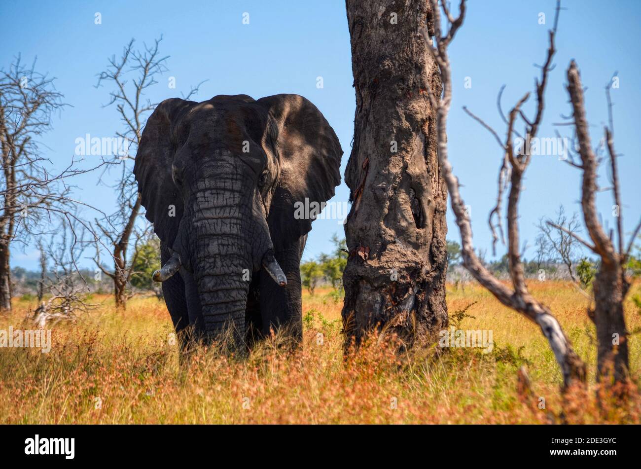 elefante nel parco nazionale kruger, sudafrica. Big Five. Elefante grande si trova accanto ad un albero potente Foto Stock