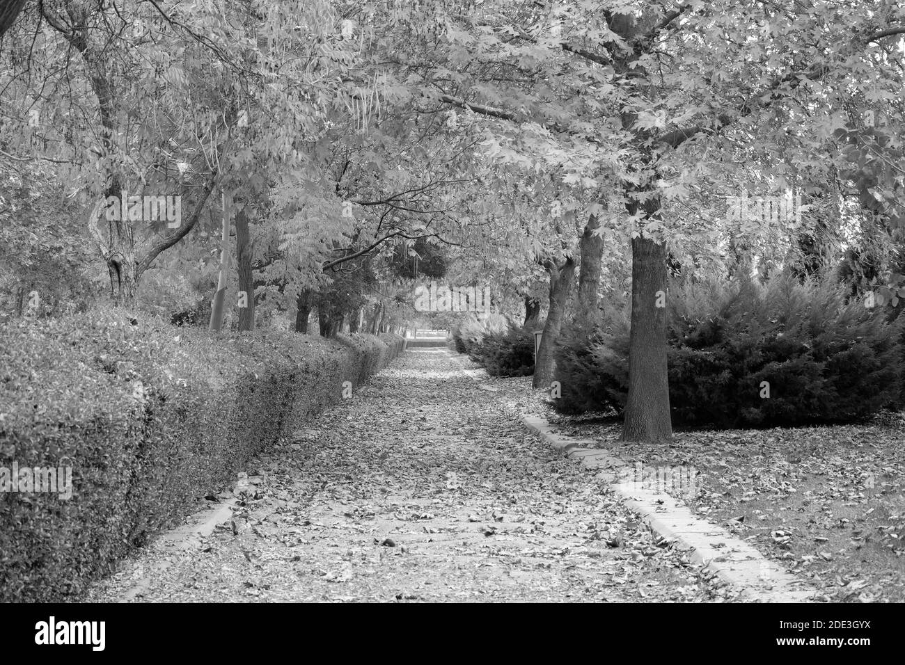 A piedi in autunno Foto Stock