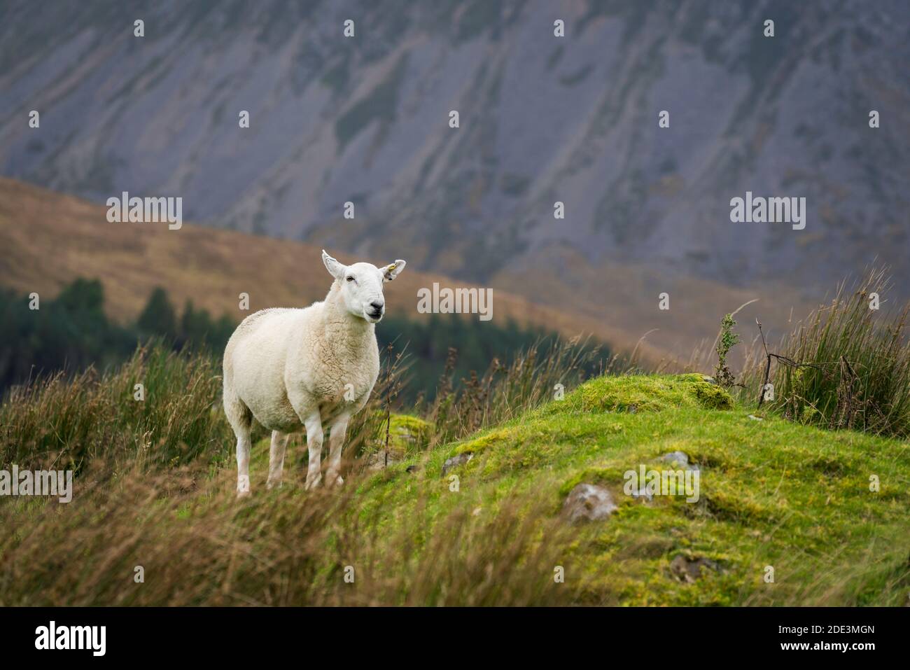 Pecore da piante su campo, Isola di Skye, Scozia, Regno Unito Foto Stock