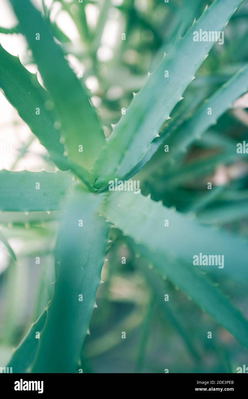 Aloe Vera pianta close up Foto Stock
