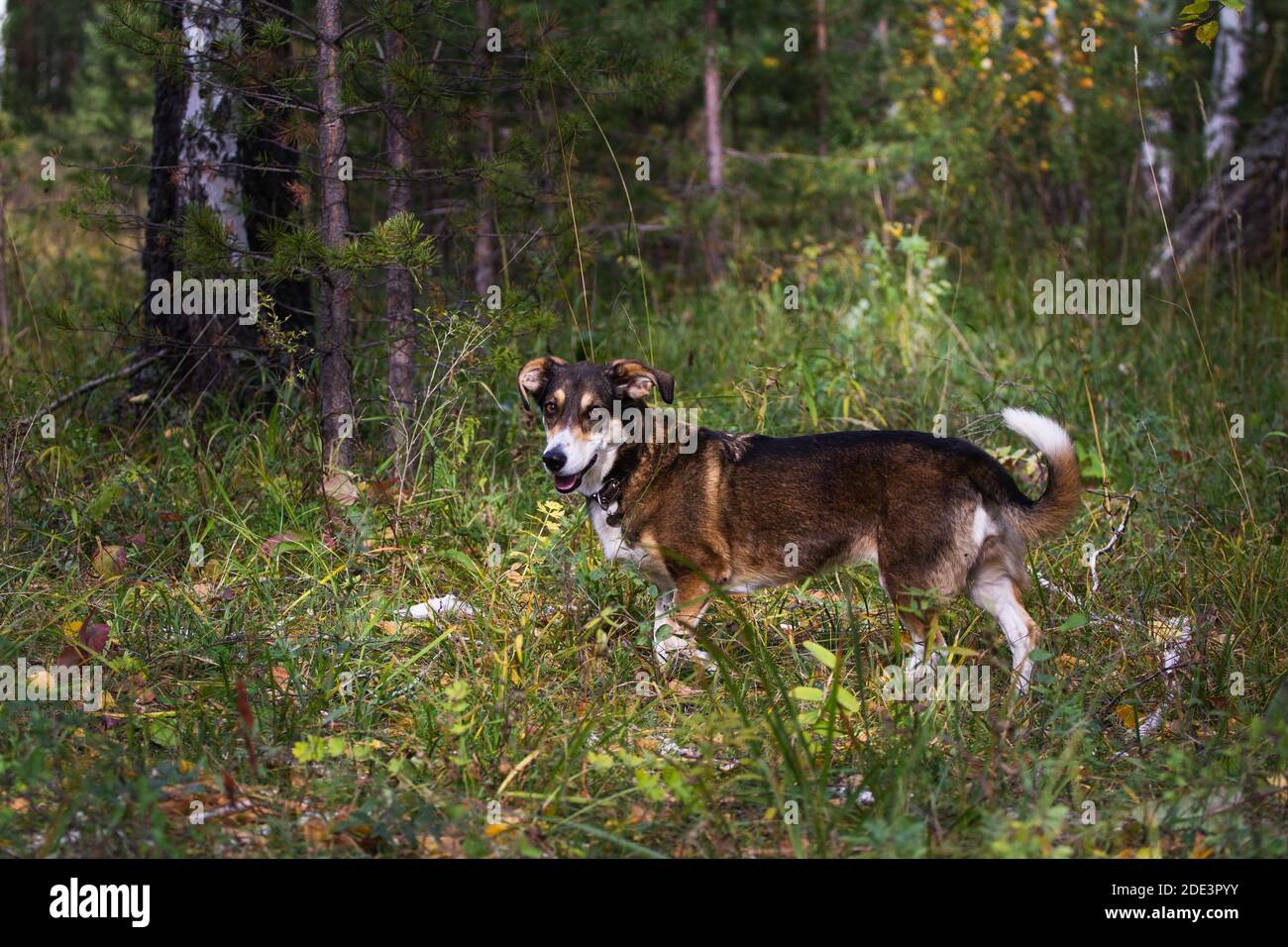 cane mongrel marrone nella foresta Foto Stock