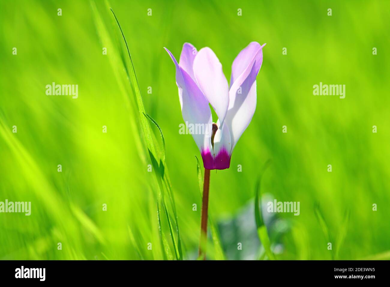 Un fiore di ciclamino solitario sullo sfondo verde dell'erba Foto Stock