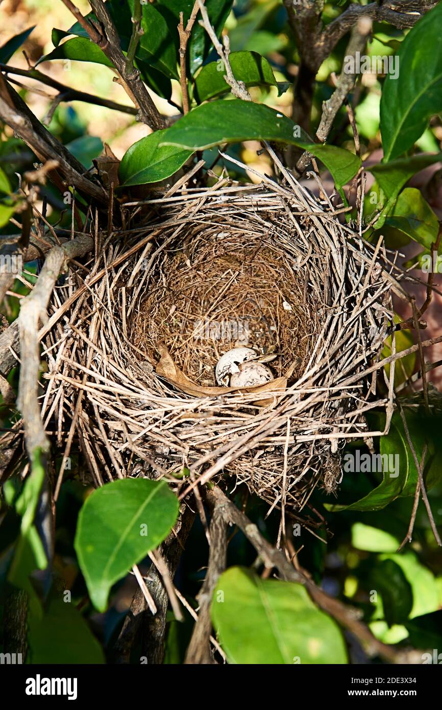 Nido d'uccello con due uova all'interno, uccelli, vegetazione, manuale, piccoli bastoni Foto Stock