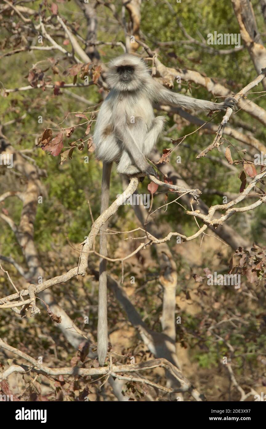India. Scimmia Langur grigia Foto Stock
