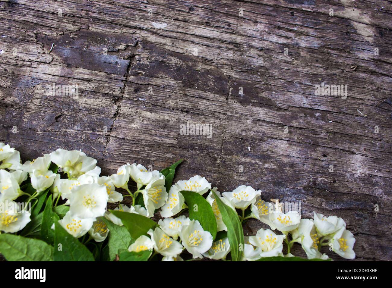 Tonalità di colore vintage - concetto Jasmine fiore di primavera o di sfondo estivo. Concetto di scheda, colori pastello, immagine ravvicinata, spazio di copia Foto Stock