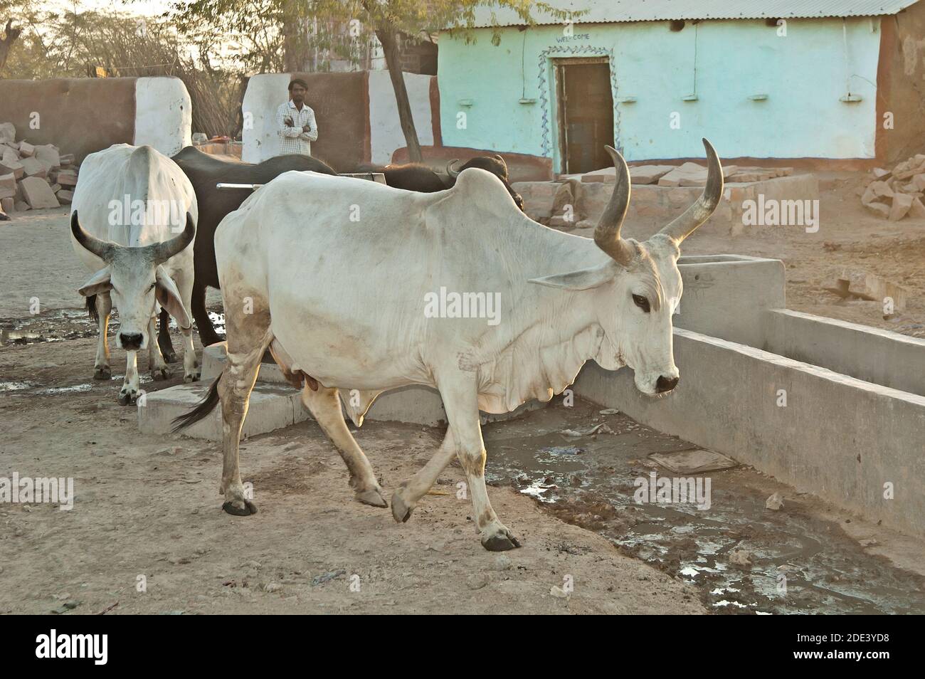 Le mucche bianche camminano in un villaggio, Rajasthan, India Foto Stock