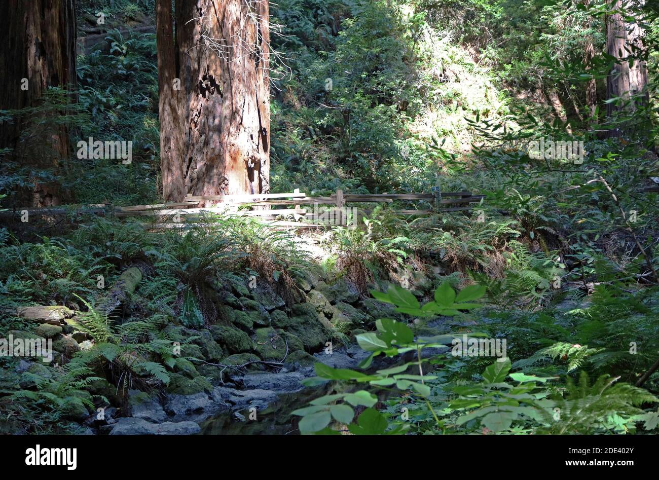 Scene di Muir Woods San Francisco, California Foto Stock