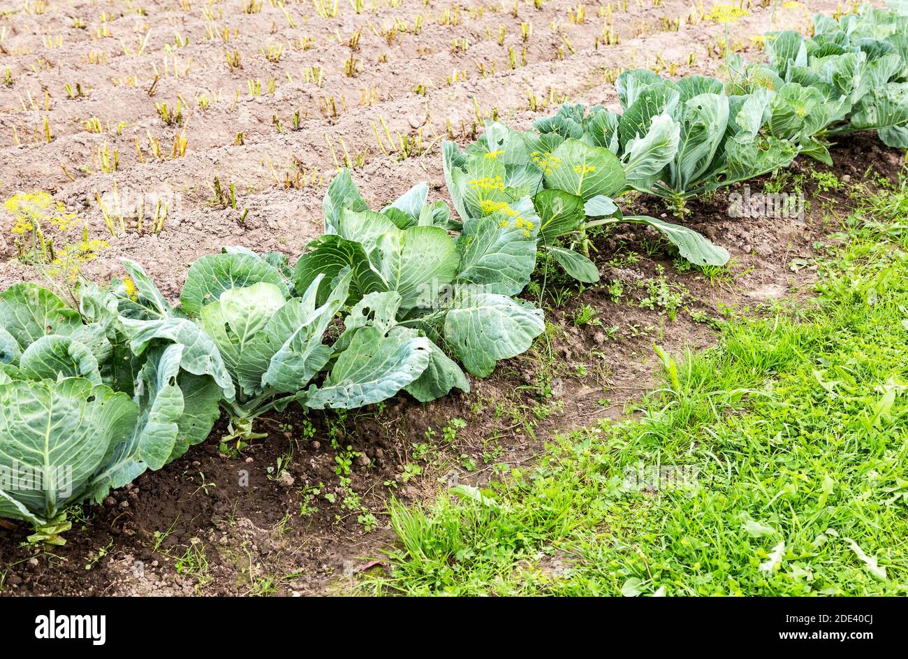 Giovani cavolo verde crescono all'orto Foto Stock
