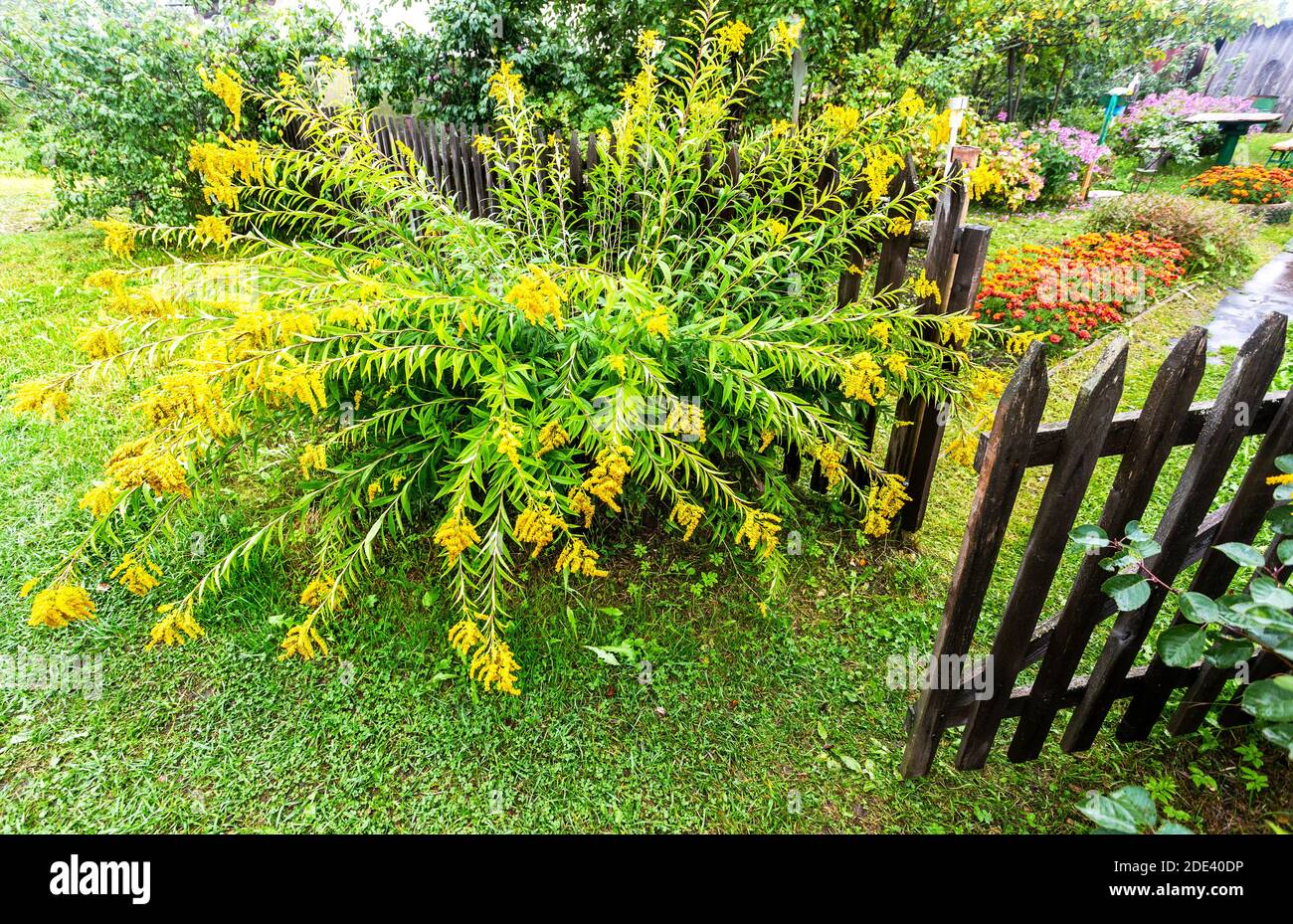 Fiori decorativi gialli accanto alla vecchia recinzione in legno nel villaggio Foto Stock