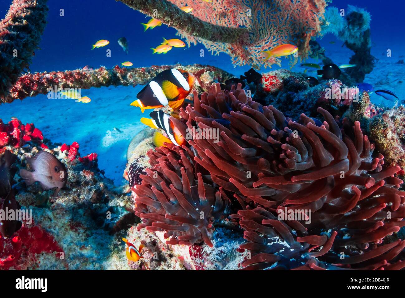 Banded Clownfish nel loro anemone ospite su una barriera corallina scura. Foto Stock