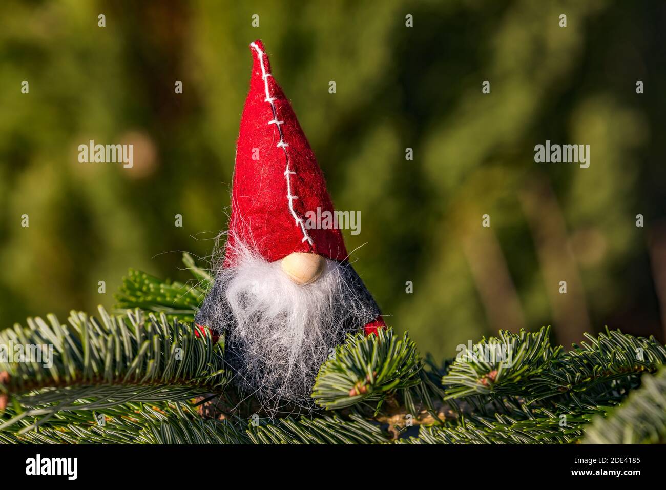 Un elfo con un cappuccio rosso basso-sgranato isolato di fronte di una foresta verde di conifere Foto Stock
