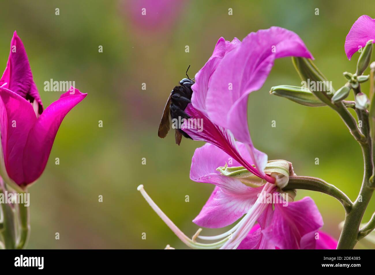 Grande carpentiere che si nutra su un fiore viola brillante. Foto Stock