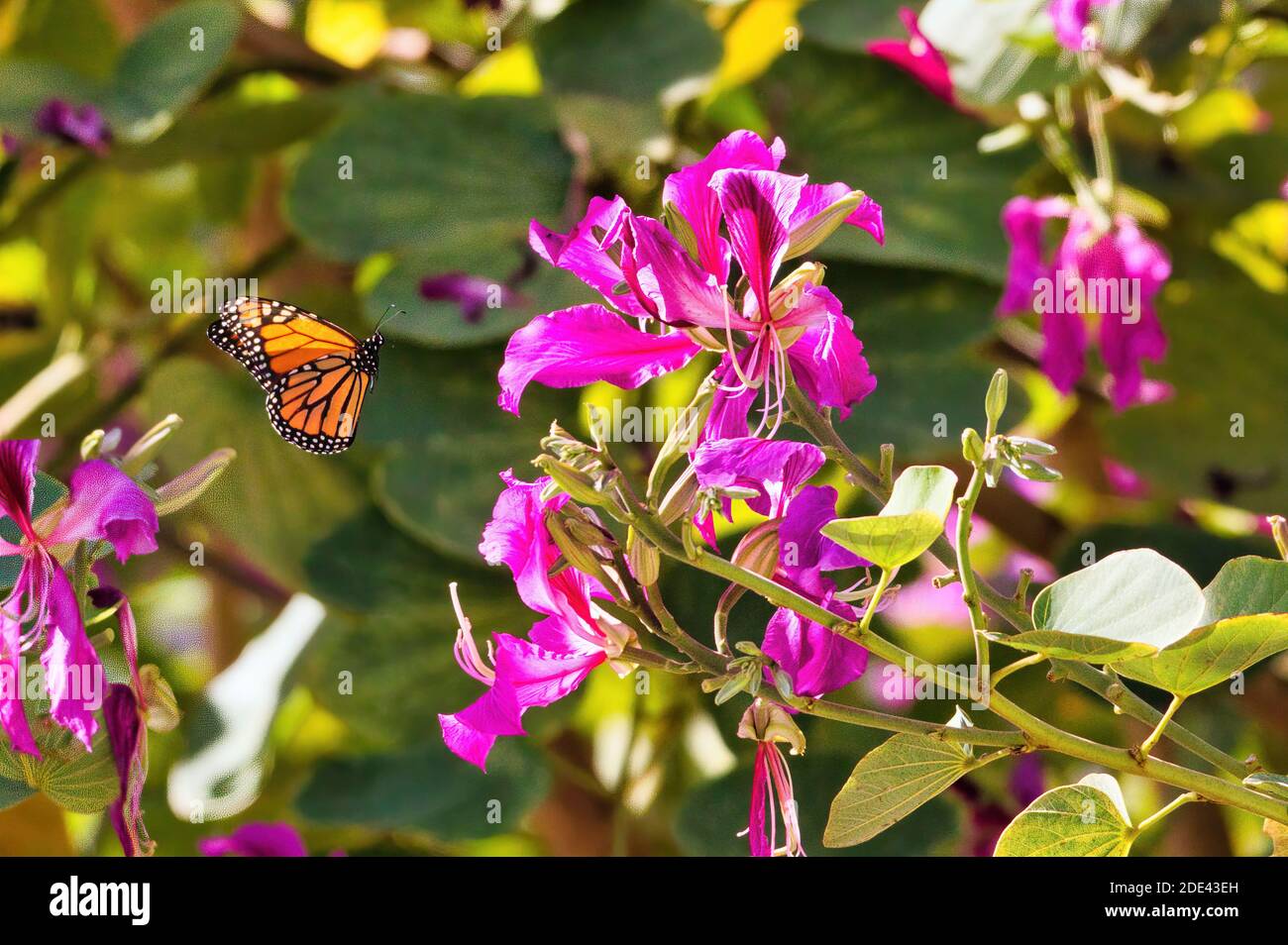 Vista ravvicinata di una farfalla monarca che entra per un atterraggio su un fiore viola brillante. Foto Stock