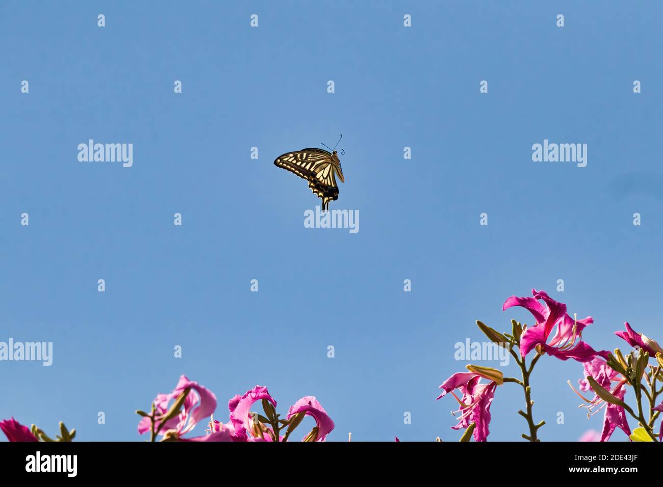 Farfalla a coda di rondine che vola su e su un albero in fiore viola. Foto Stock