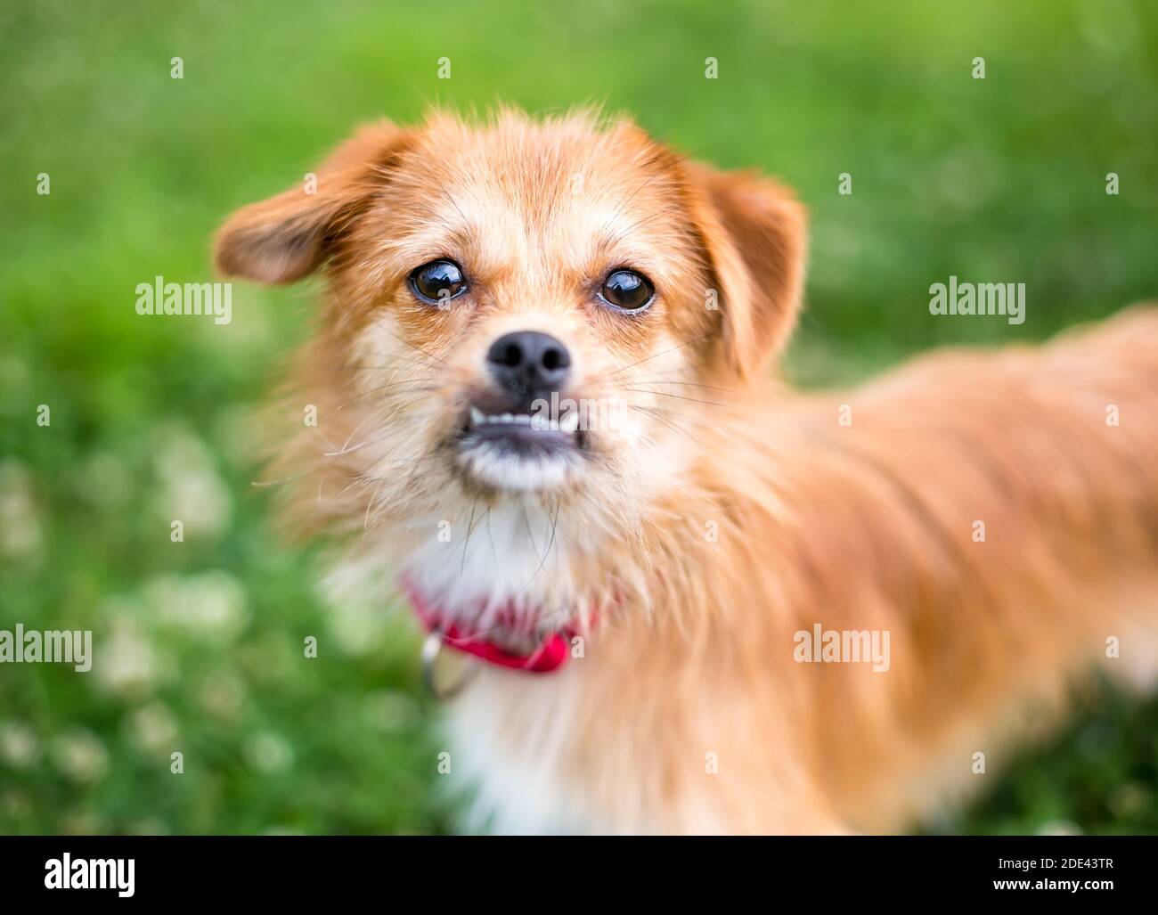 Un cane di razza misto scruffy con un underbite e un floppy orecchie Foto Stock
