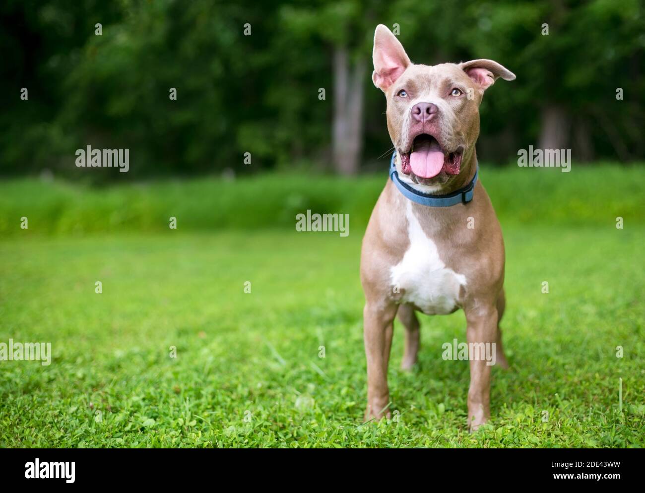 Un felice Pit Bull Terrier razza mista cane con un orecchio verticale e un orecchio floppy, indossando un collare blu Foto Stock
